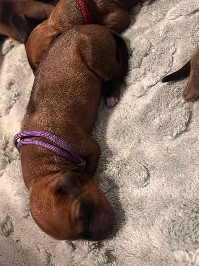 Rhodesian Ridgeback Puppies - 4 females 6 males media 6