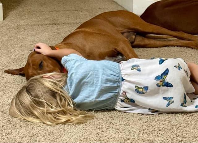 Rhodesian Ridgeback Puppies - 4 females 6 males media 13