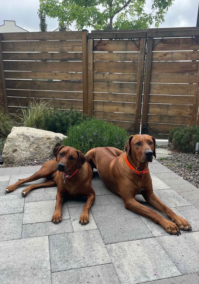 Rhodesian Ridgeback Puppies - 4 females 6 males media 15