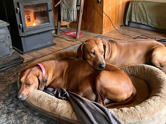 Rhodesian Ridgeback Puppies - 4 females 6 males media 20