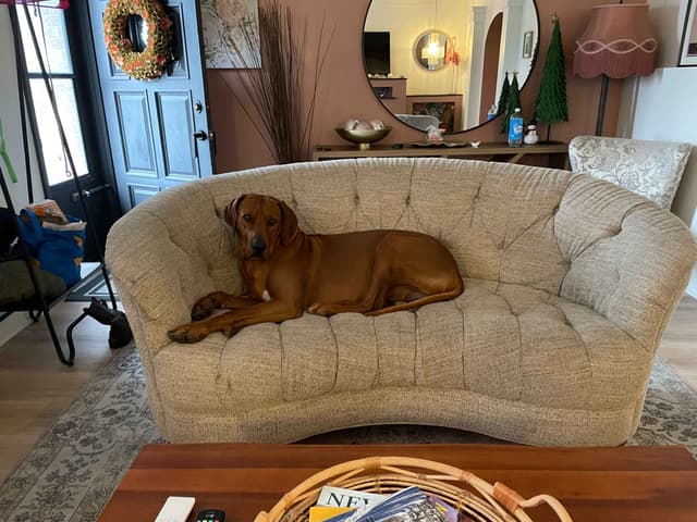 Rhodesian Ridgeback Puppies - 4 females 6 males media 19