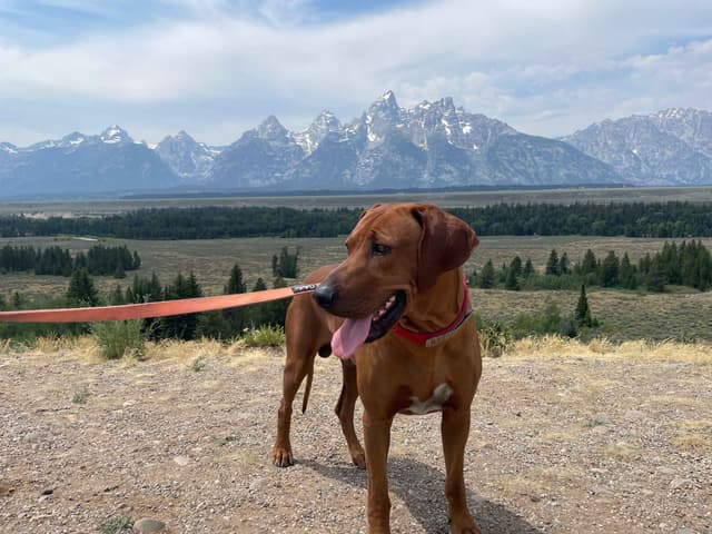 Rhodesian Ridgeback Puppies - 4 females 6 males media 17