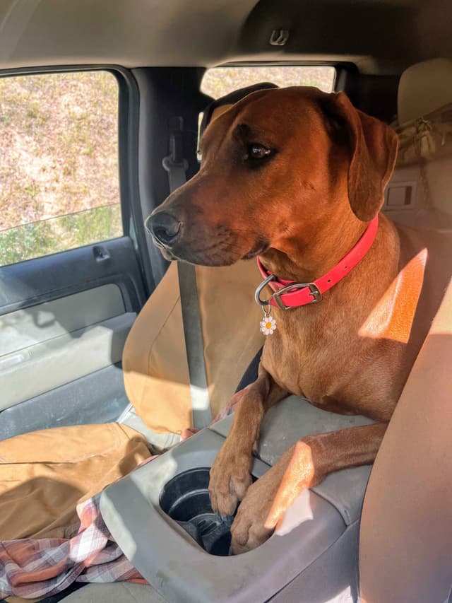 Rhodesian Ridgeback Puppies - 4 females 6 males media 16