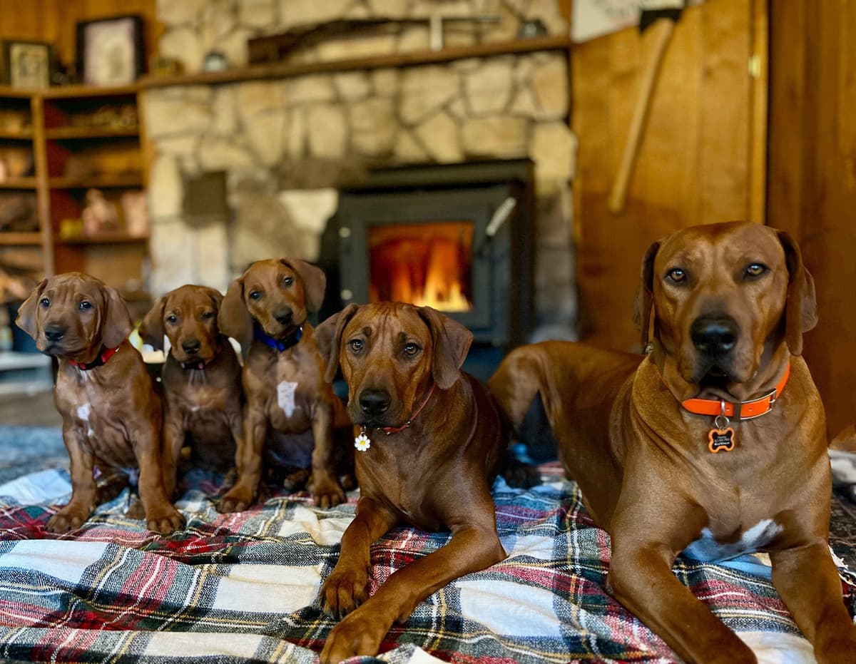 Rhodesian Ridgeback Puppies - 4 females 6 males breeder image 4