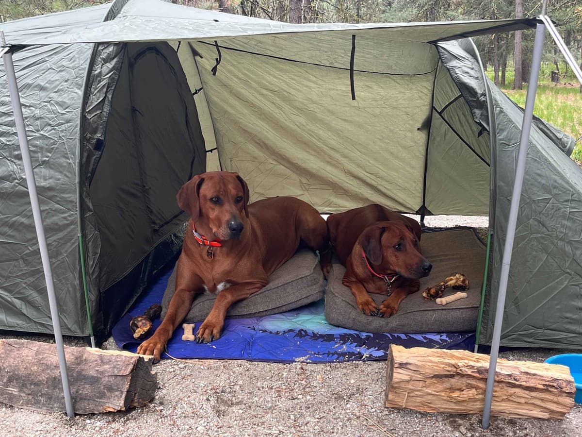 Rhodesian Ridgeback Puppies - 4 females 6 males breeder image 3
