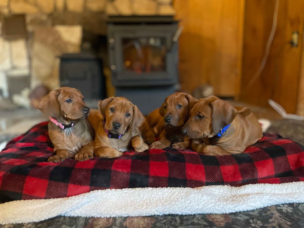 Rhodesian Ridgeback Puppies - 4 females 6 males breeder image 5