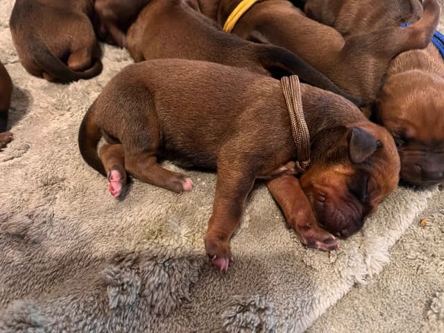 Rhodesian Ridgeback Puppies - 4 females 6 males media 7