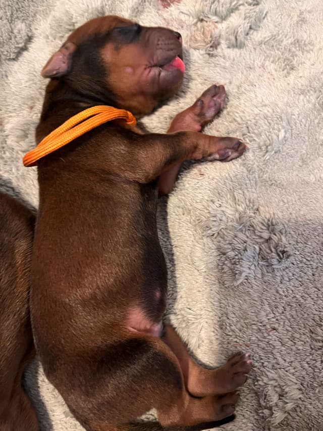 Rhodesian Ridgeback Puppies - 4 females 6 males media 8