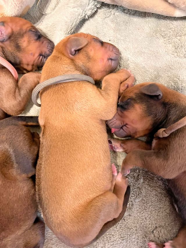 Rhodesian Ridgeback Puppies - 4 females 6 males media 9