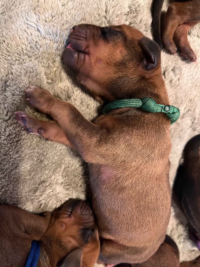 Rhodesian Ridgeback Puppies - 4 females 6 males media 10