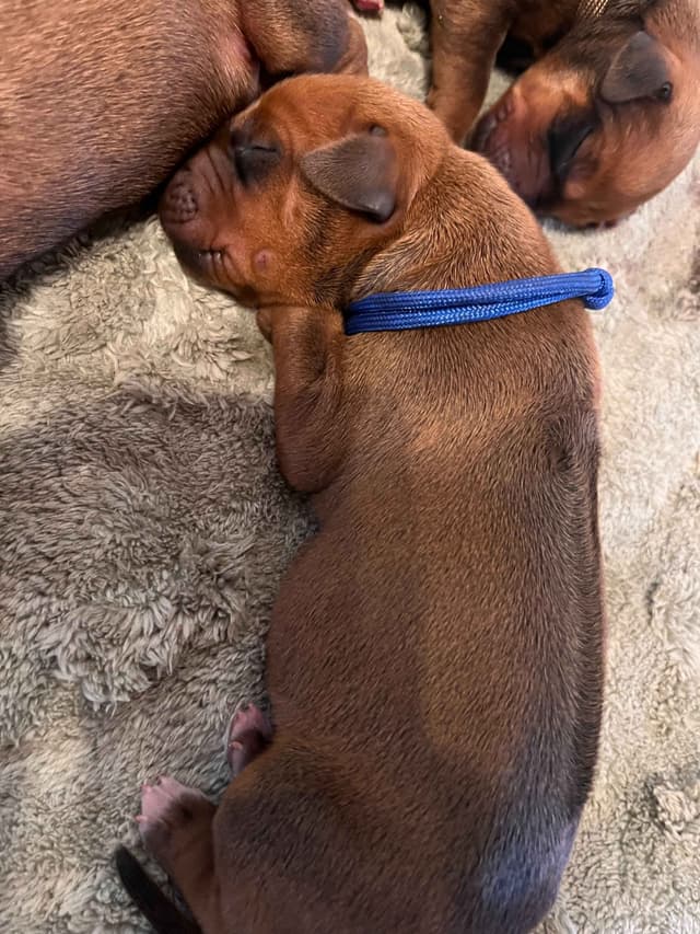 Rhodesian Ridgeback Puppies - 4 females 6 males media 11