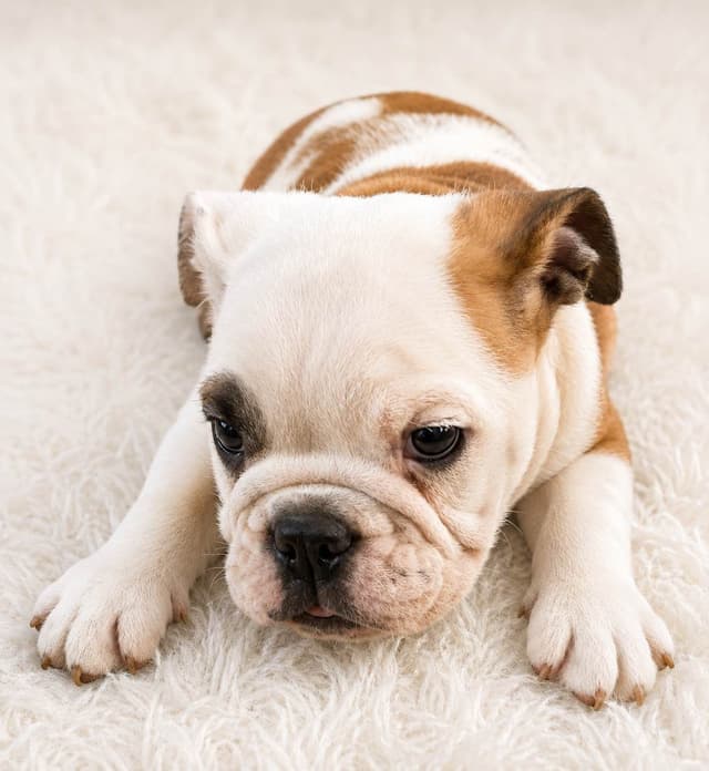 Bulldog Puppies media 4