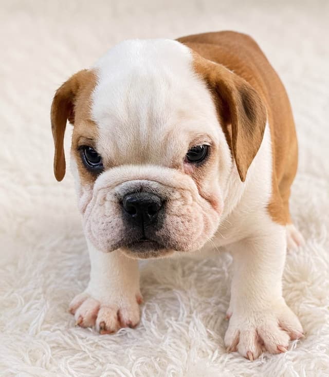 Bulldog Puppies media 6