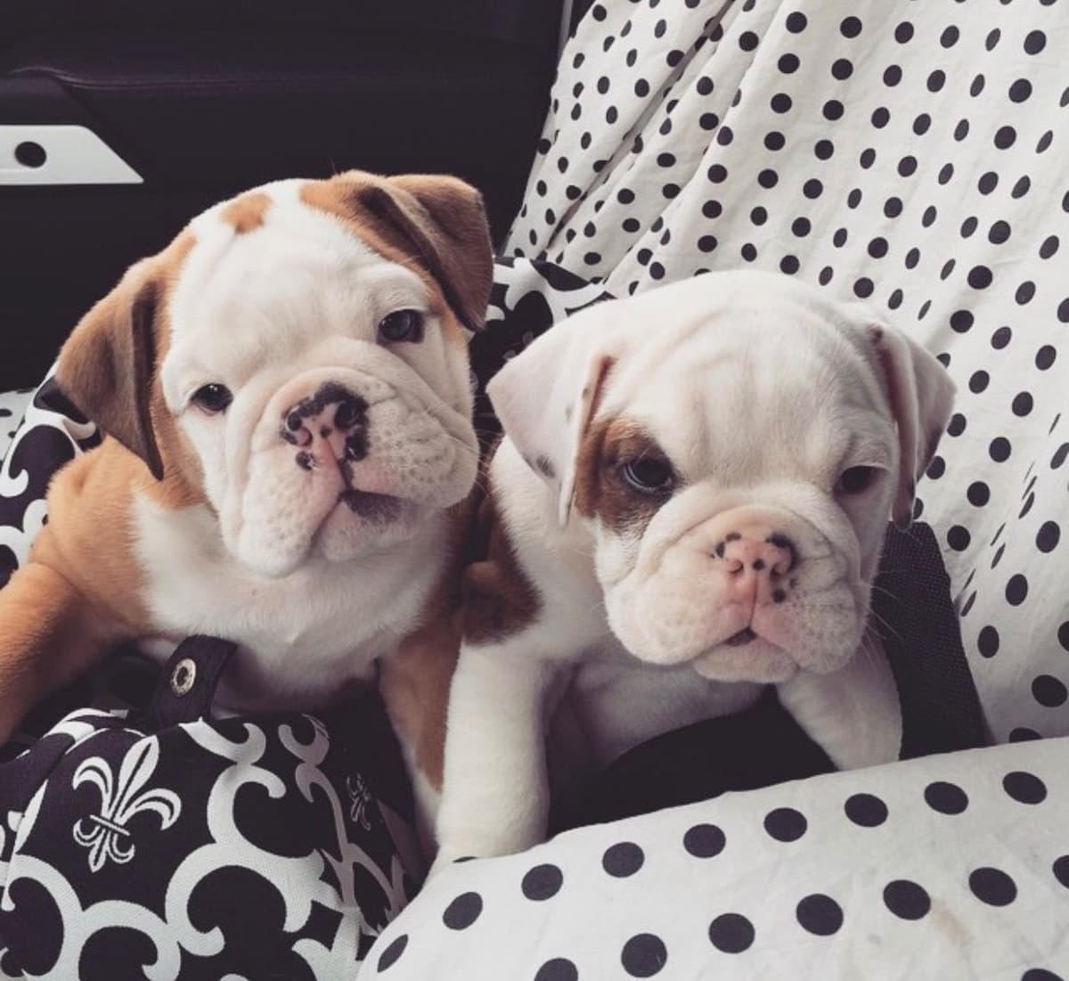 Bulldog Puppies breeder image 3