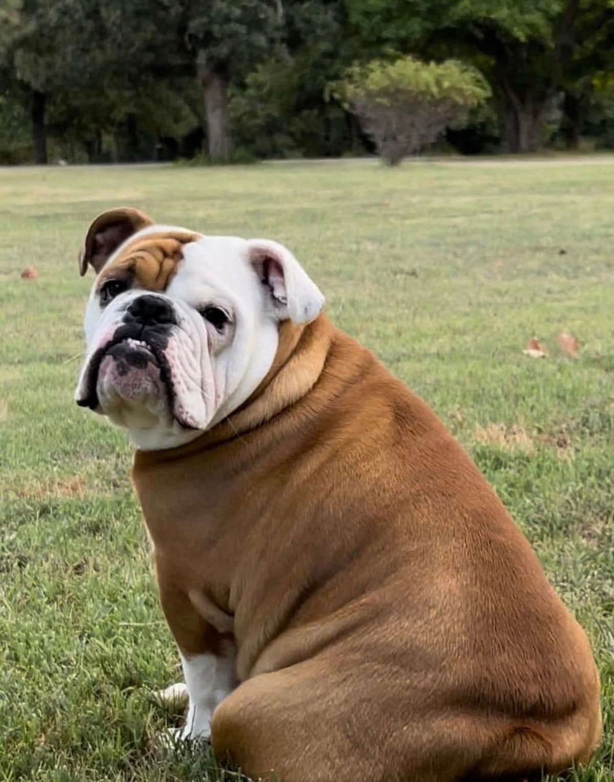 Bulldog Puppies breeder image 5