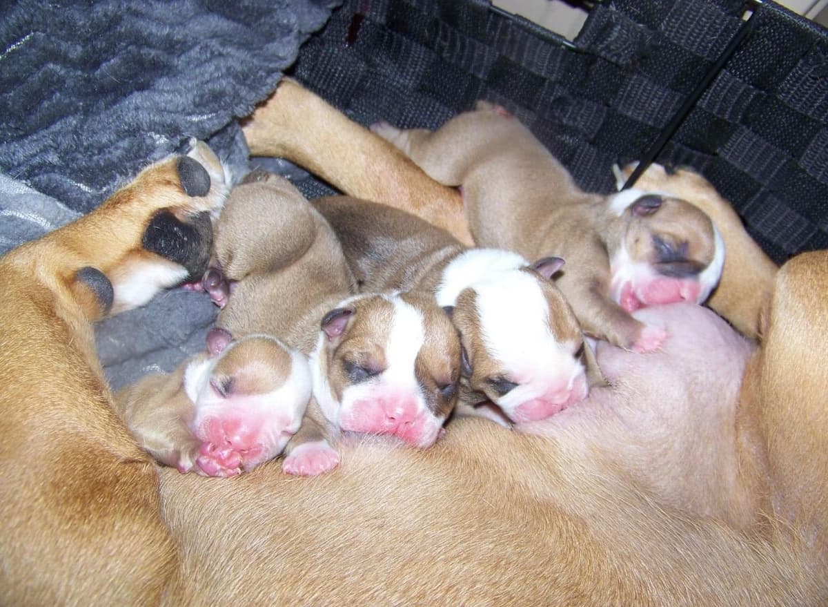 Bulldog Puppies breeder image 6