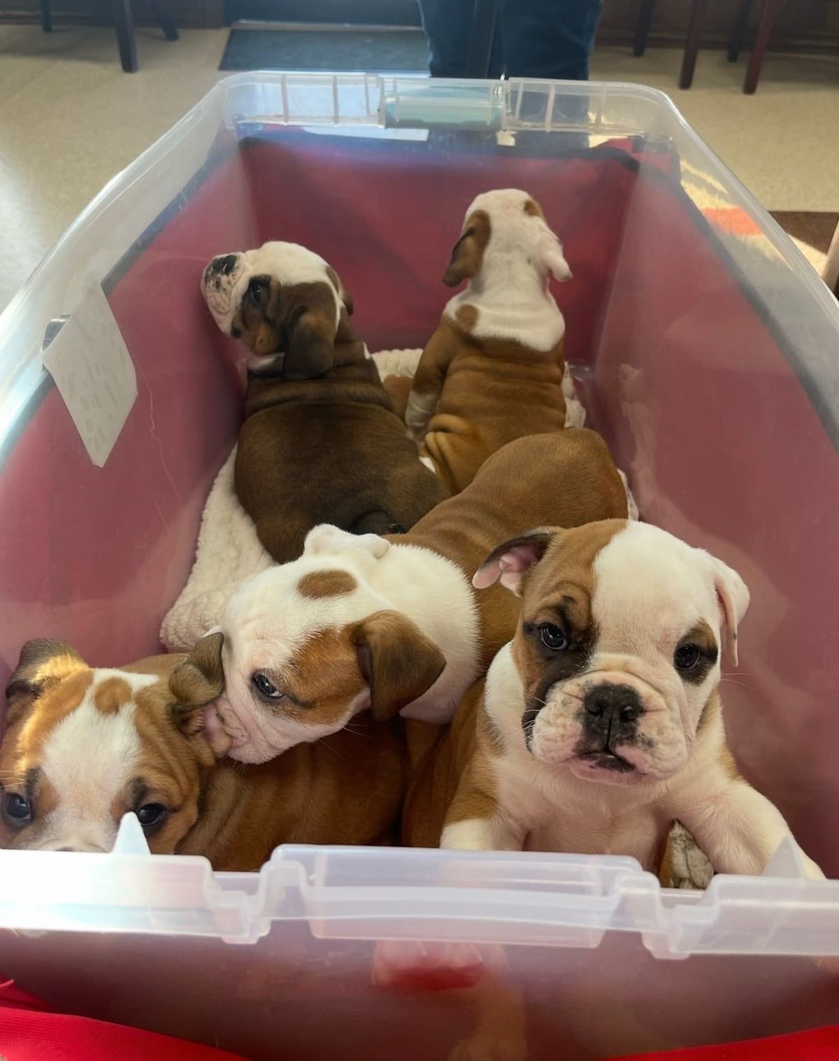 Bulldog Puppies breeder image 12