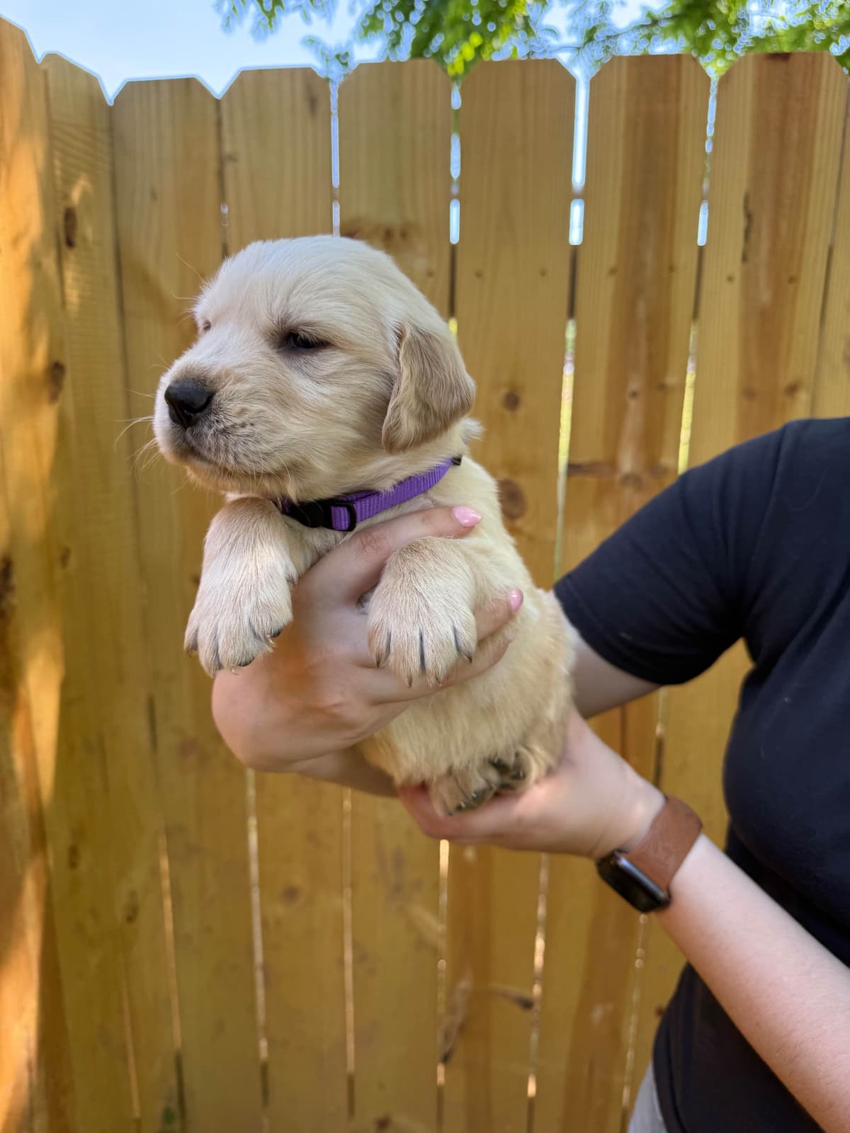 Golden Retriever Puppies breeder image 1
