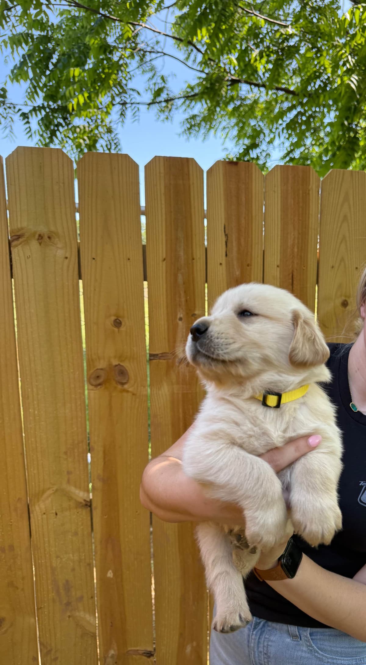 Golden Retriever Puppies breeder image 3
