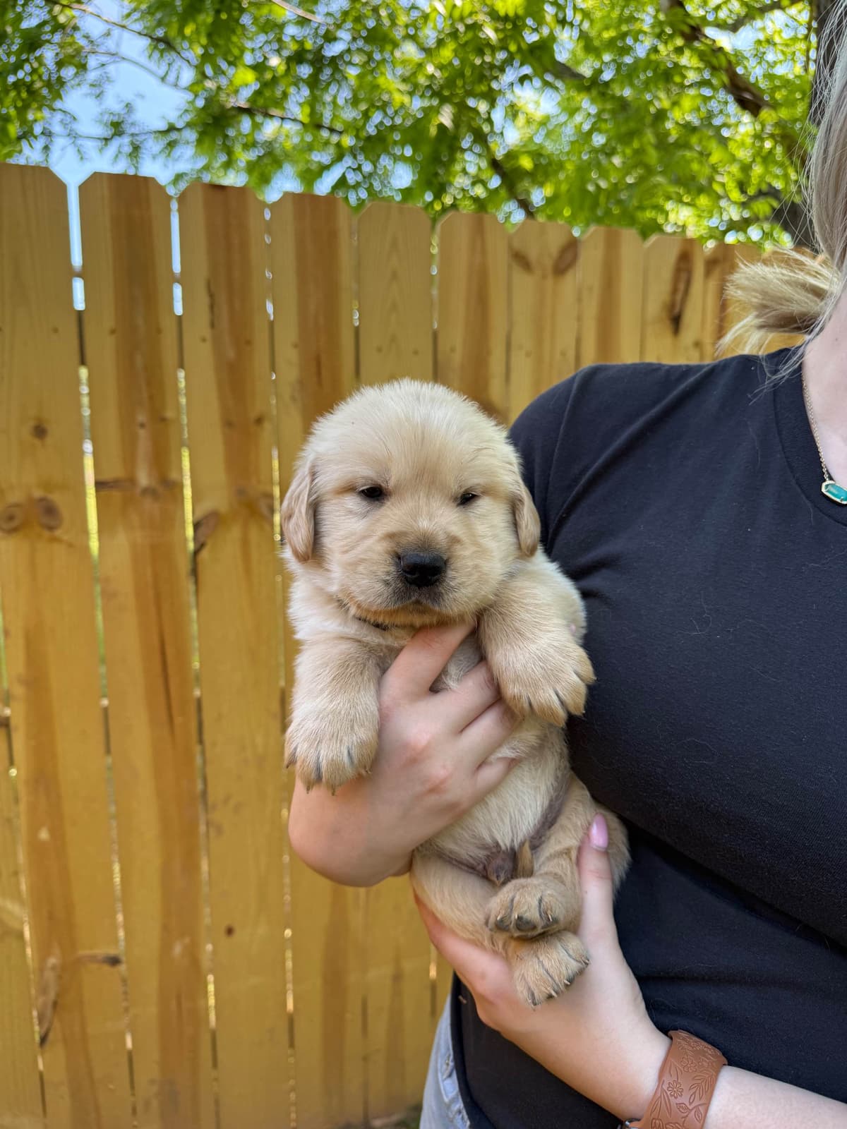 Golden Retriever Puppies breeder image 4