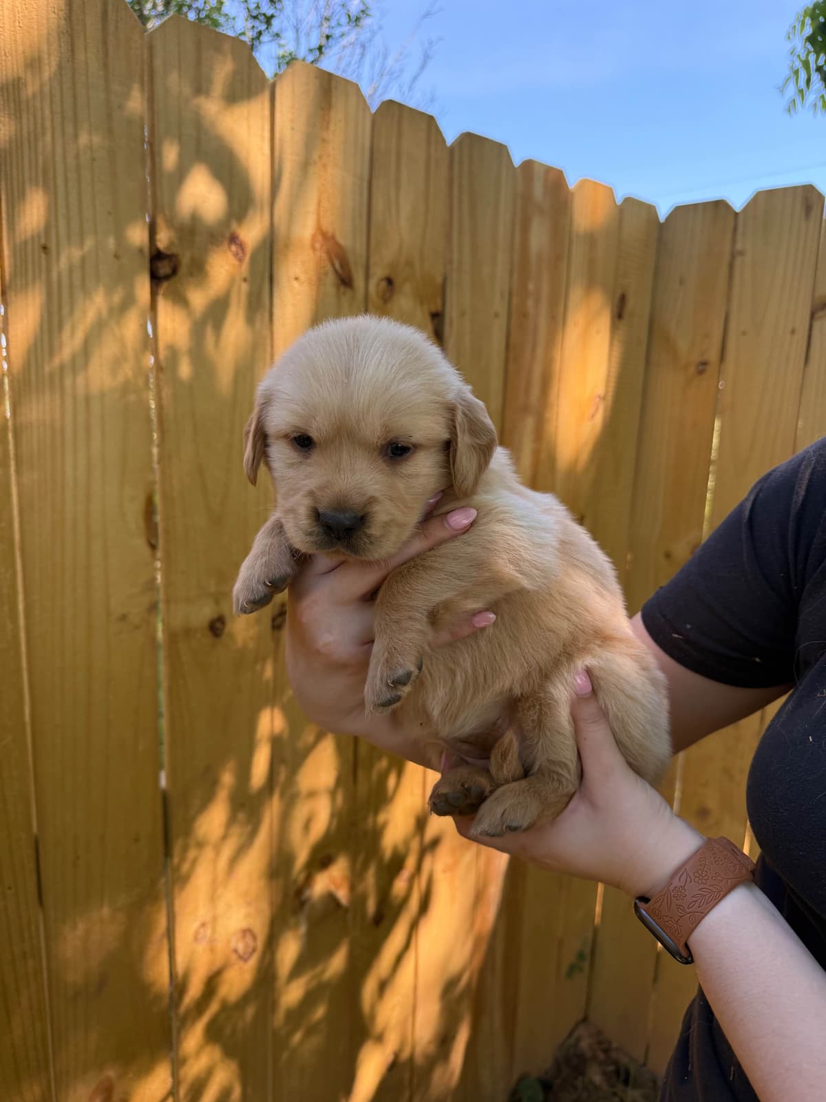 Golden Retriever Puppies breeder image 7