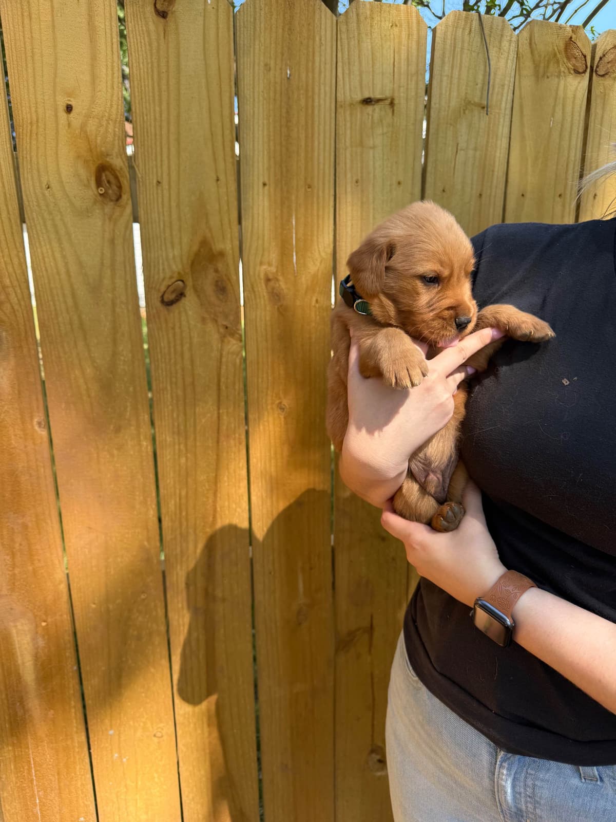Golden Retriever Puppies breeder image 8
