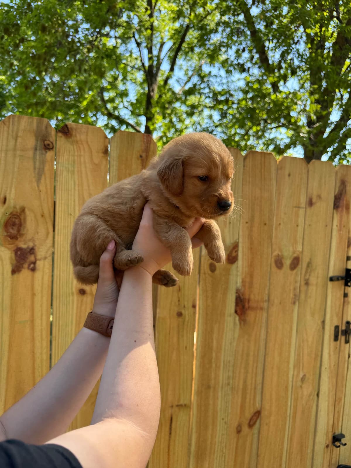 Golden Retriever Puppies breeder image 10