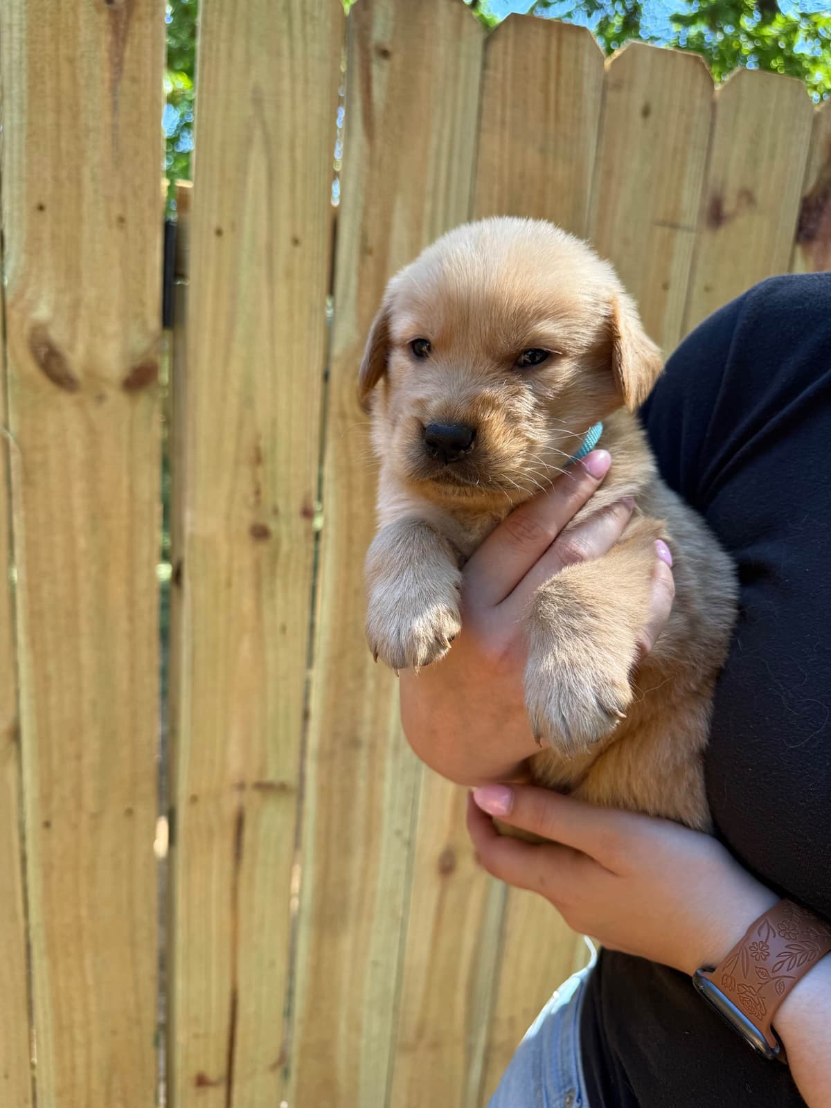Golden Retriever Puppies breeder image 11