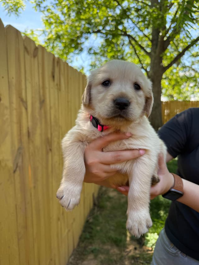 Golden Retriever Puppies media 2