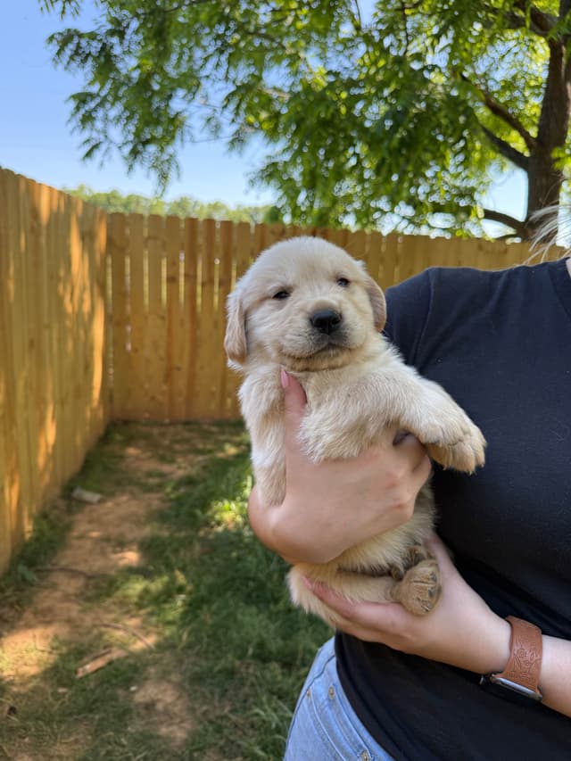 Golden Retriever Puppies media 3