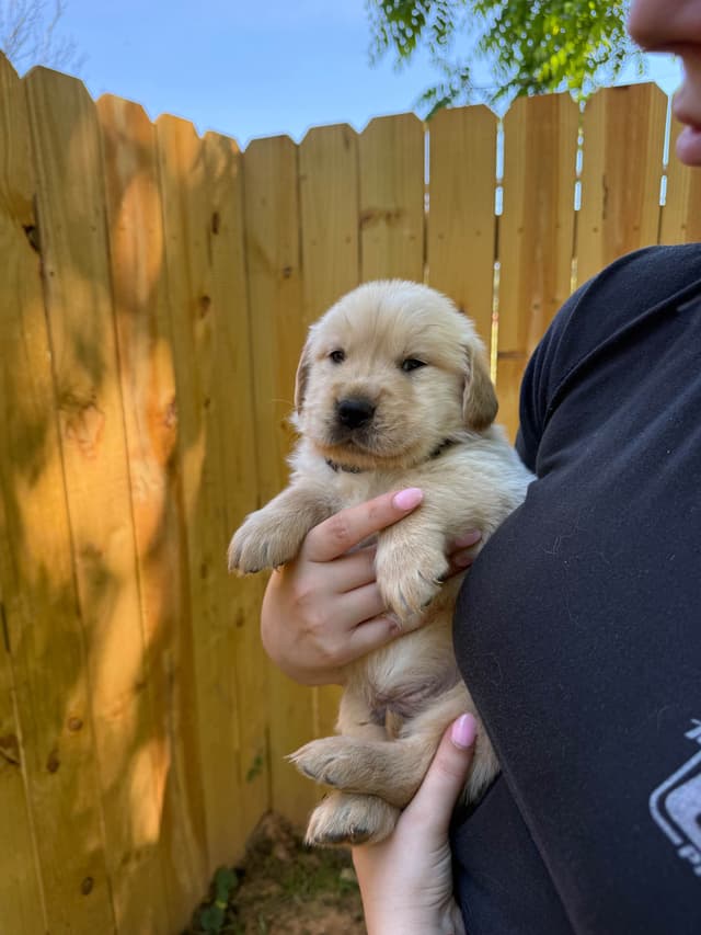 Golden Retriever Puppies media 4