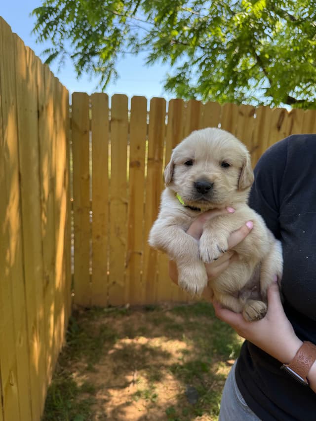 Golden Retriever Puppies media 6
