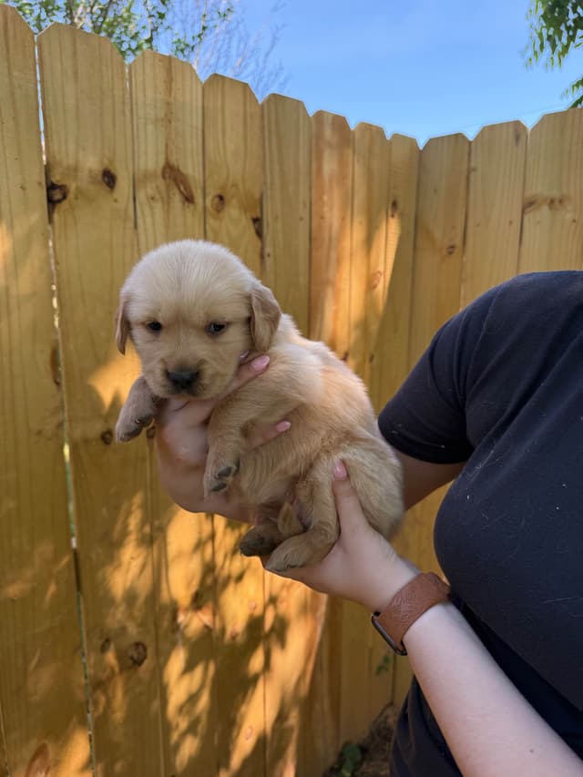 Golden Retriever Puppies media 7
