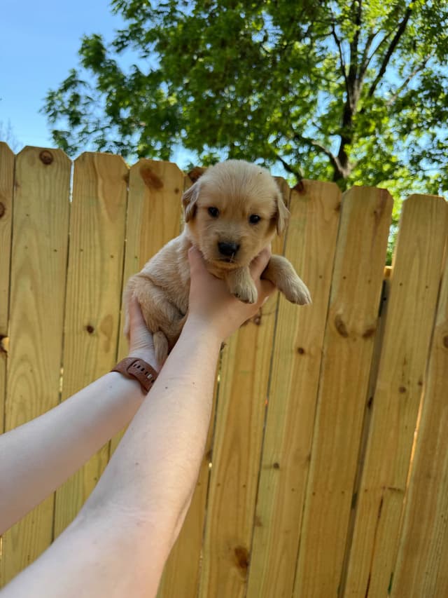Golden Retriever Puppies media 9