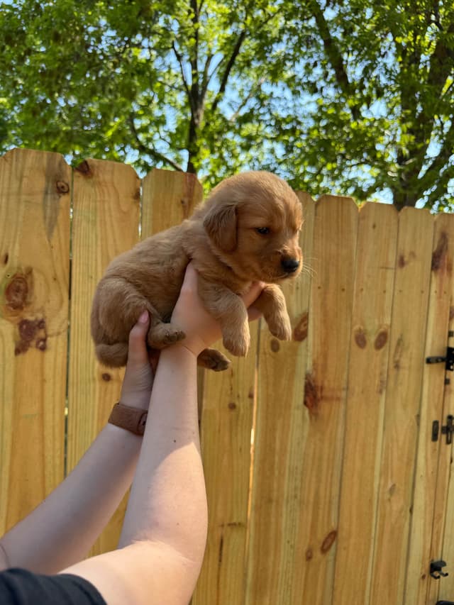 Golden Retriever Puppies media 10