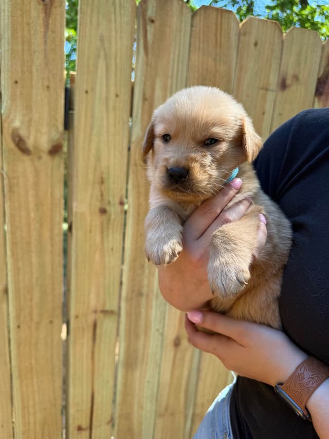 Golden Retriever Puppies media 11