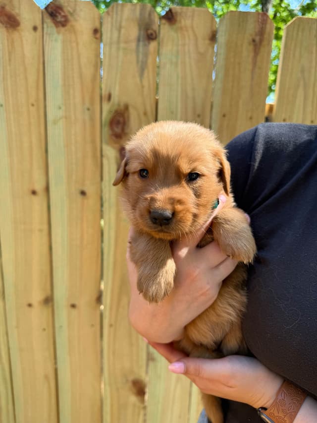Golden Retriever Puppies media 12