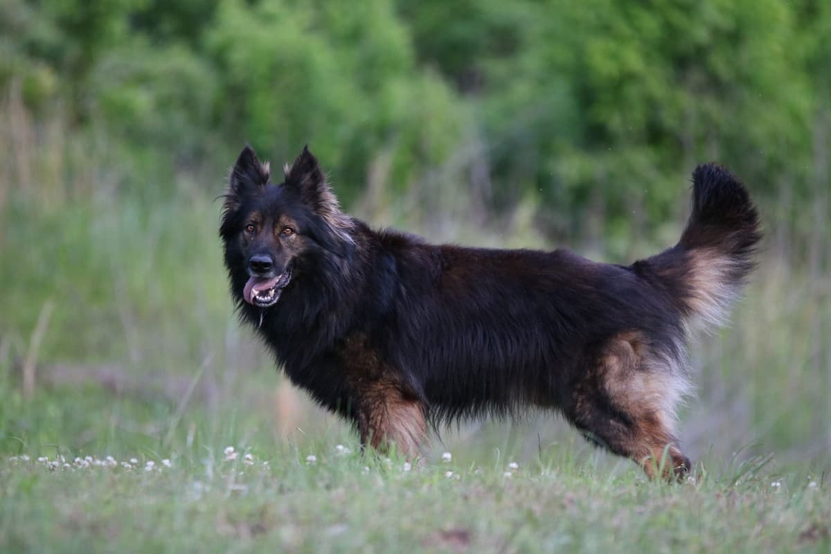 German Shepherd Dog Puppies breeder image 2