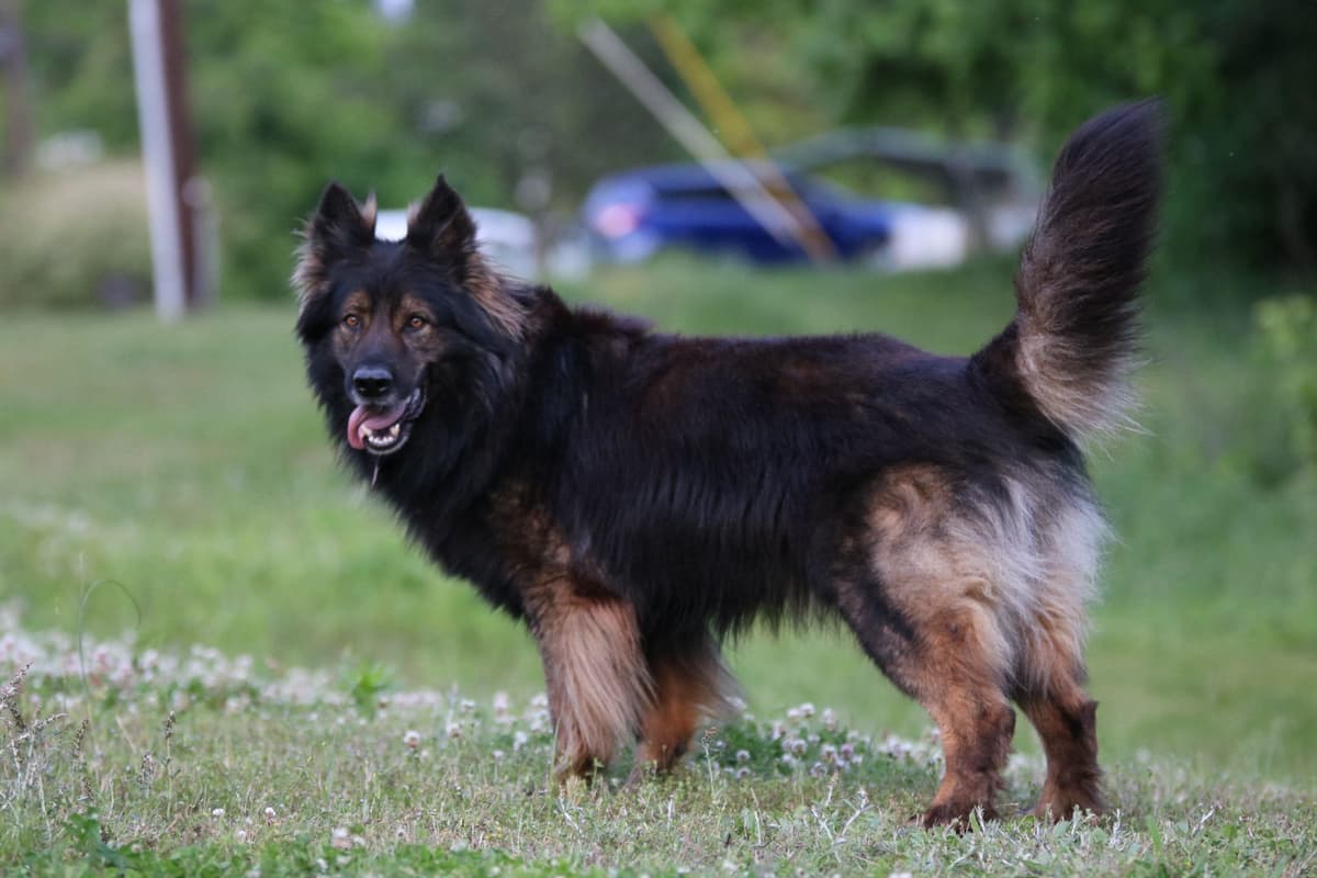 German Shepherd Dog Puppies breeder image 1