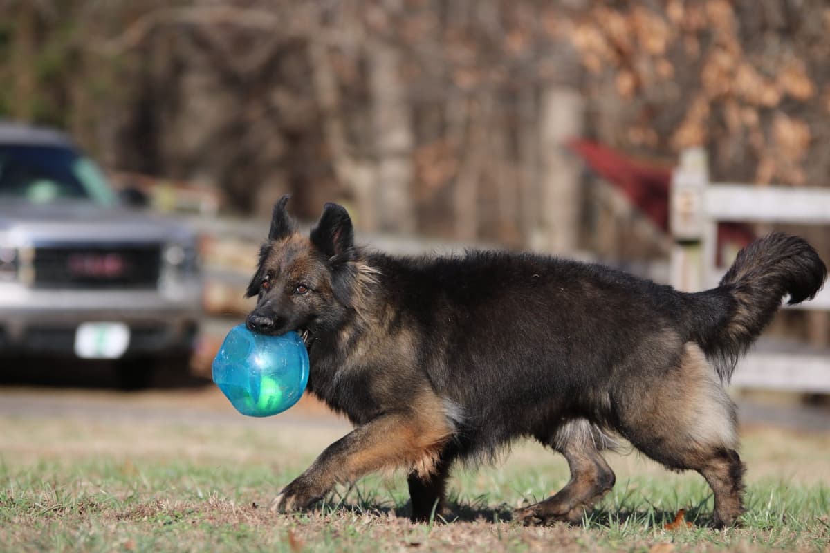 German Shepherd Dog Puppies breeder image 5
