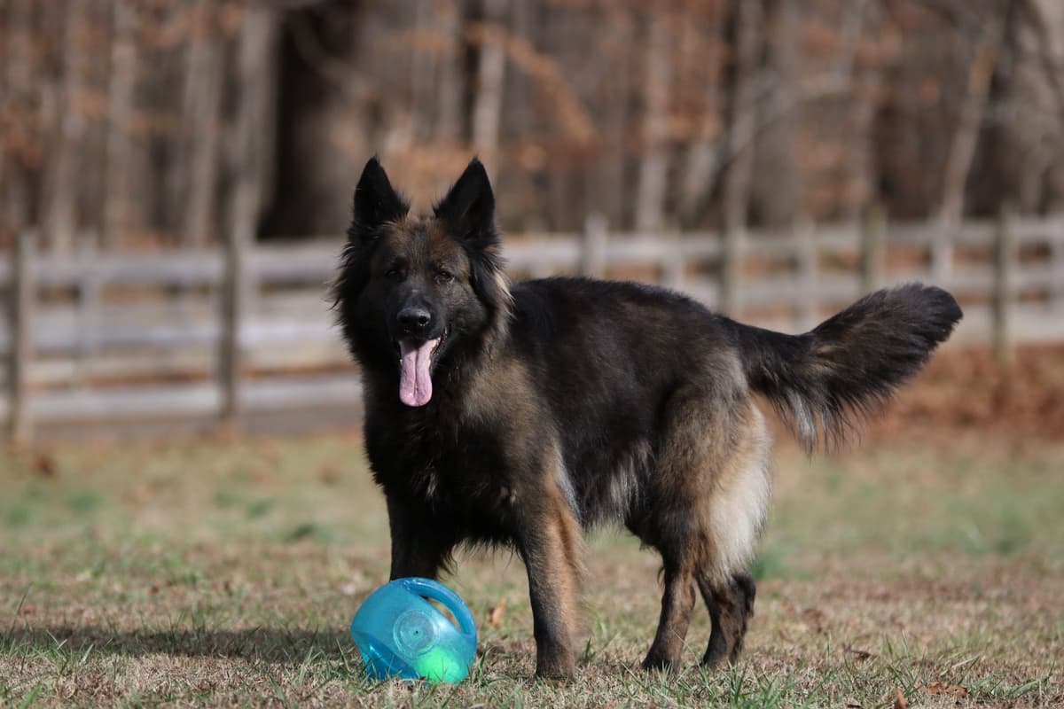 German Shepherd Dog Puppies breeder image 6
