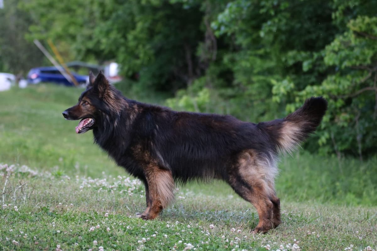 German Shepherd Dog Puppies breeder image 3