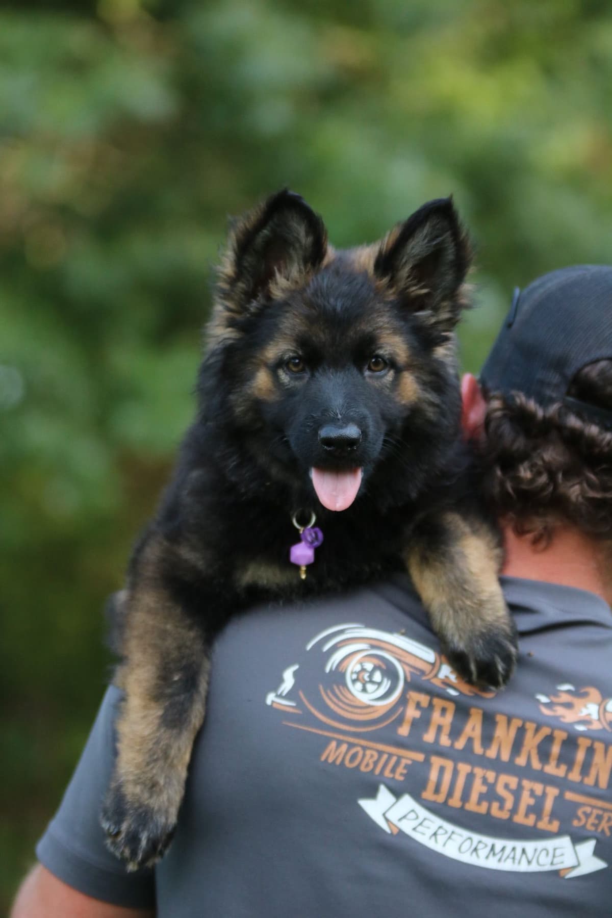 German Shepherd Dog Puppies breeder image 9