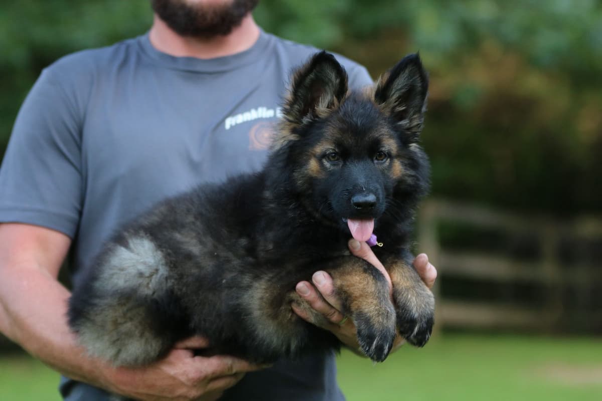 German Shepherd Dog Puppies breeder image 8