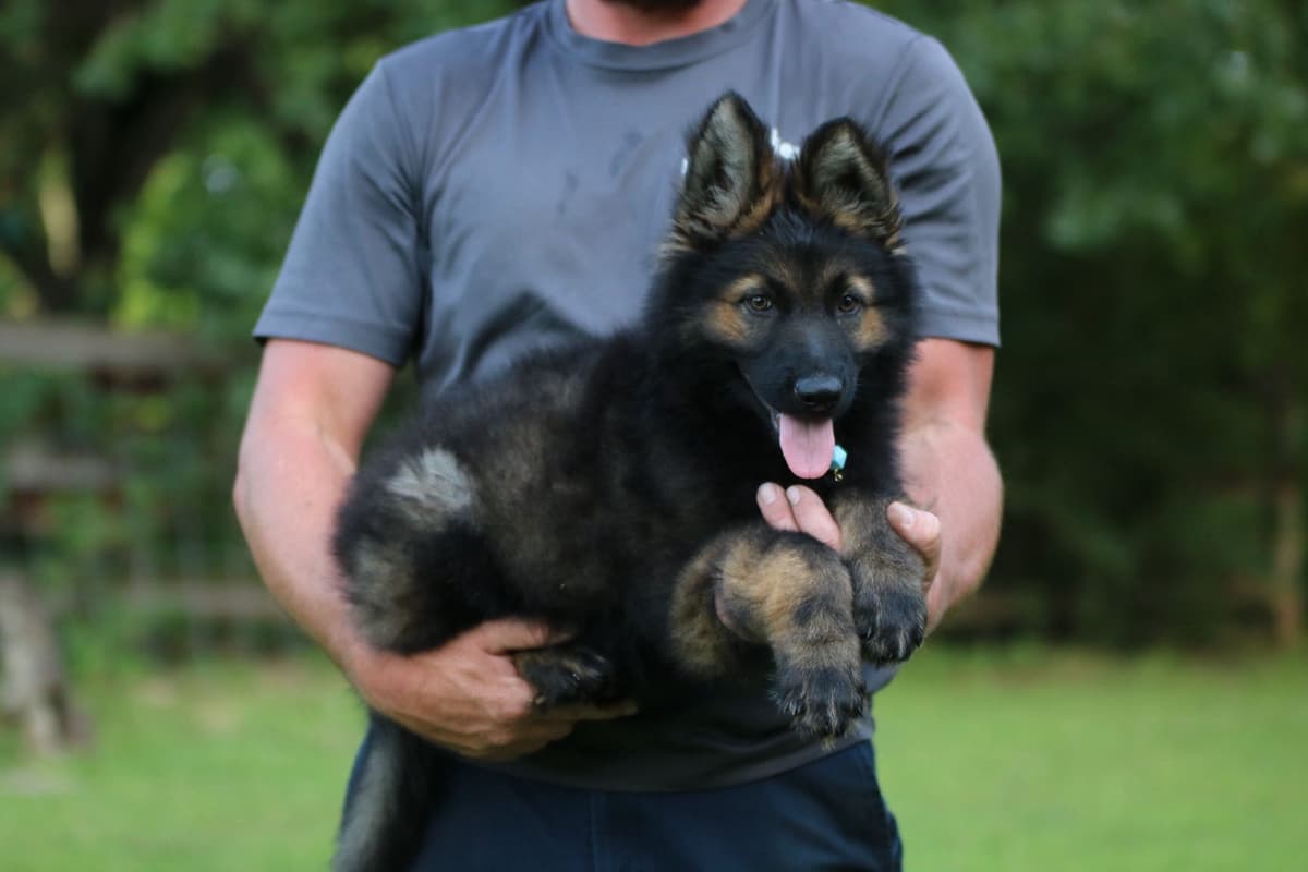 German Shepherd Dog Puppies breeder image 13