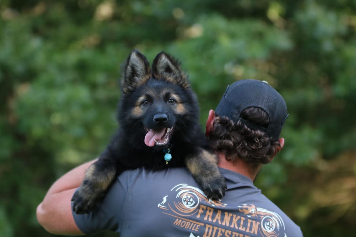 German Shepherd Dog Puppies breeder image 12