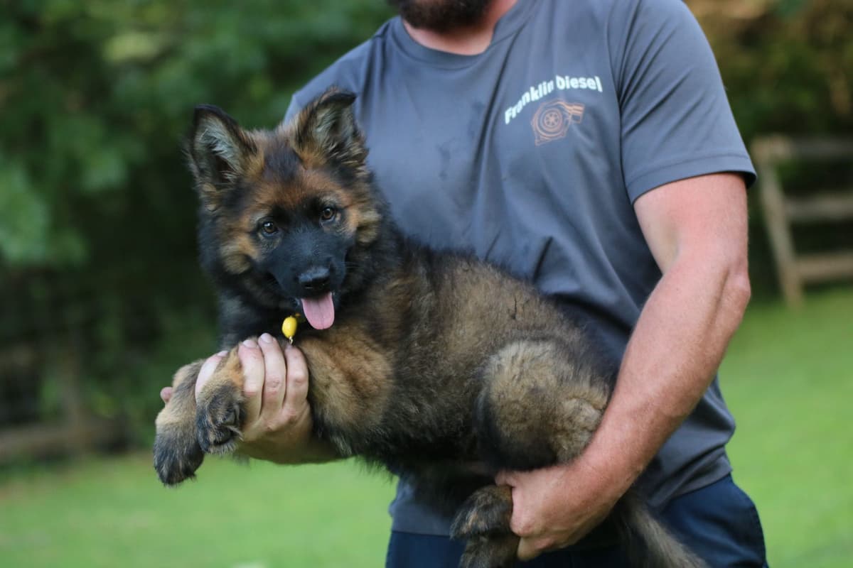 German Shepherd Dog Puppies breeder image 10