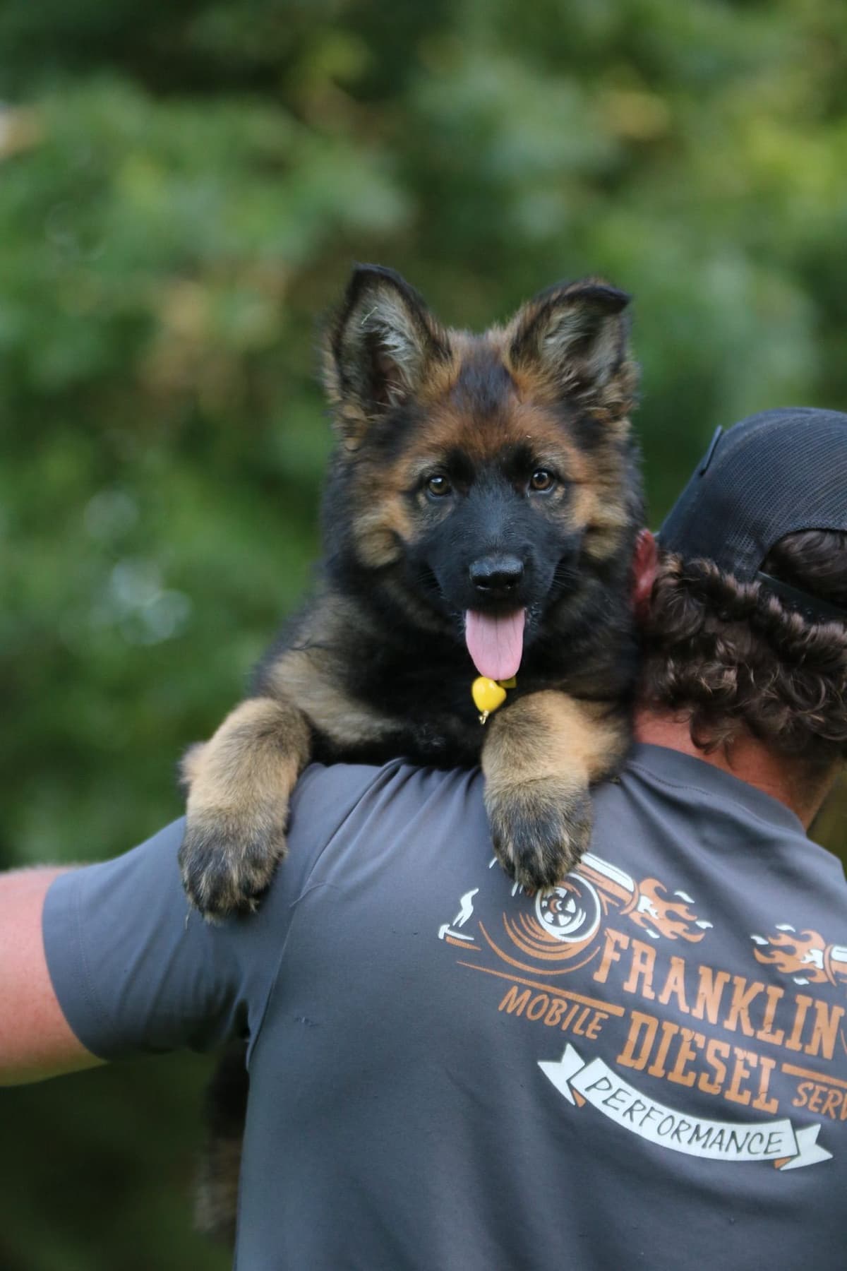 German Shepherd Dog Puppies breeder image 11
