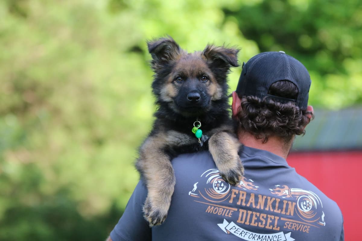 German Shepherd Dog Puppies breeder image 14