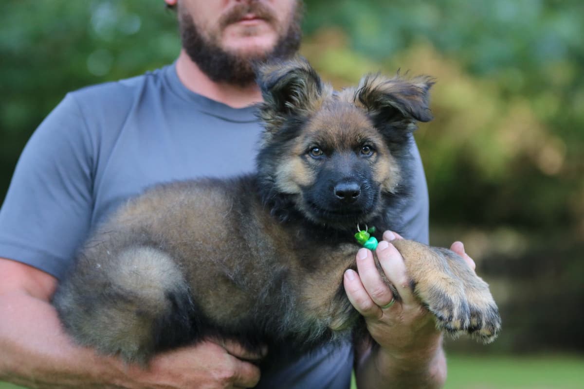 German Shepherd Dog Puppies breeder image 15